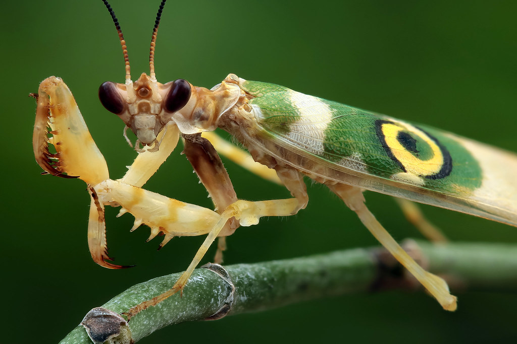 picture of praying mantis